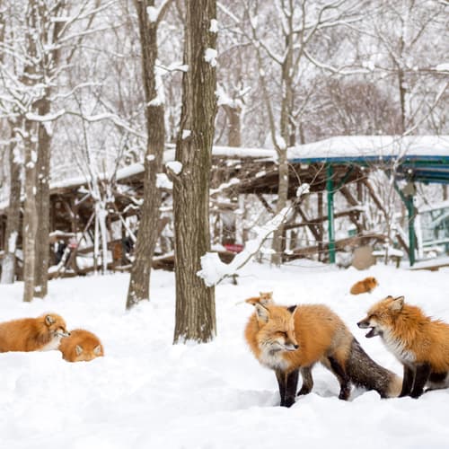 หมู่บ้านสุนัขจิ้งจอกซาโอะ