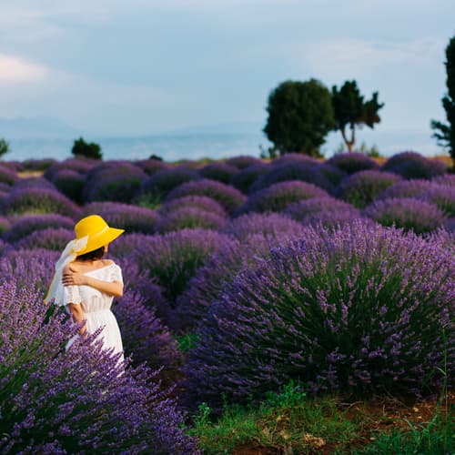 ทุ่งดอกลาเวนเดอร์