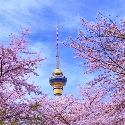 ซารกุระ ณ สวน Yuyuantan