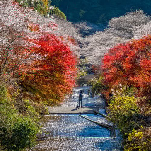 สวนโอบาระ 