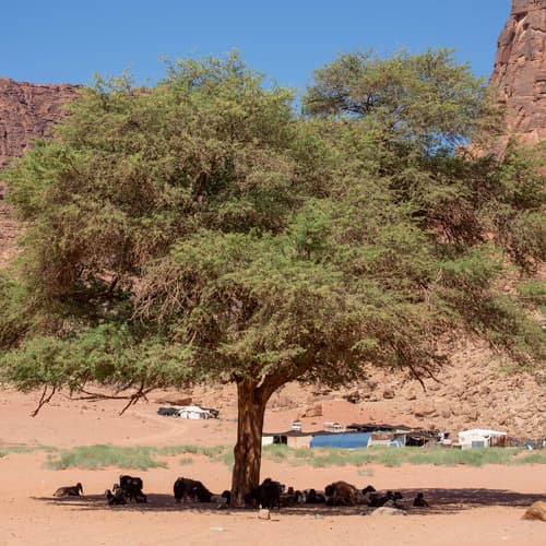 น้ำพุแห่งลอว์เรนซ์