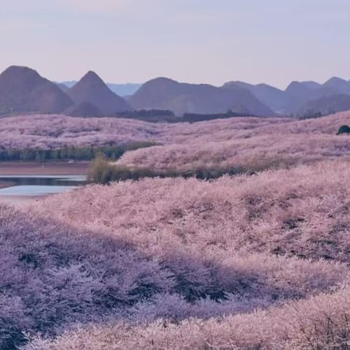 สวนซากุระผิงป้า