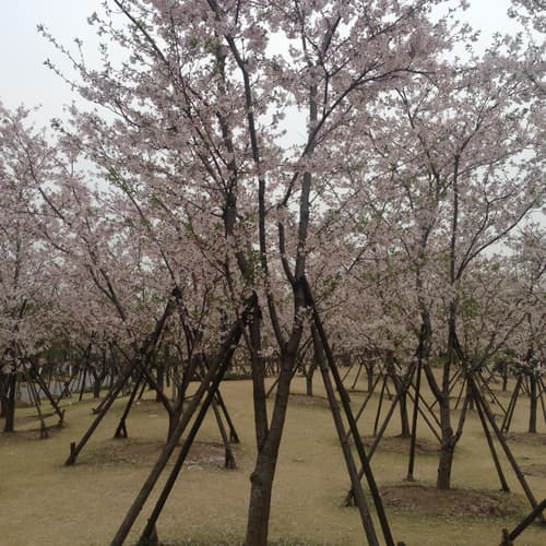  สวนกู้ชุน