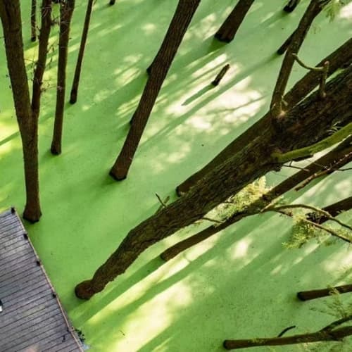 ป่าในน้ำทะเลสาบชิงซาน