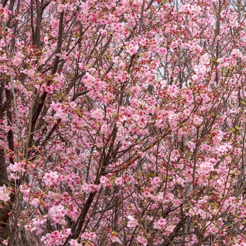 สวนดอกซากุระ