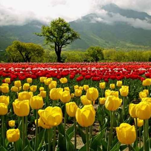 สวนทิวลิป 