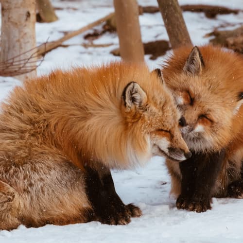 หมู่บ้านสุนัขจิ้งจอกซาโอะ