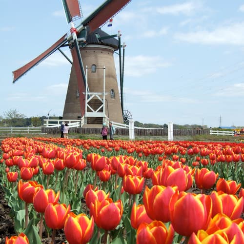 สวนซากุระฟุรุโนะซาโตะฮิโรบะ 