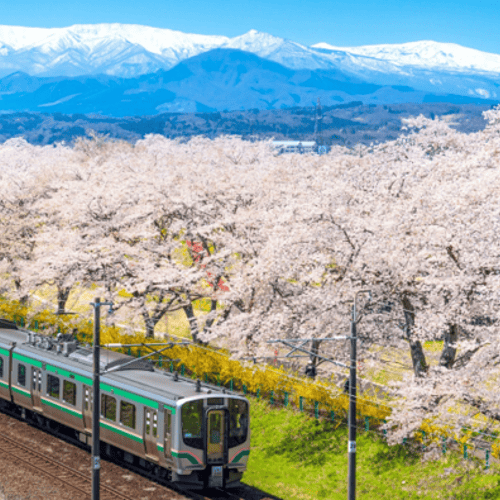 ฮิโตะเมะเซ็มบงซากุระ
