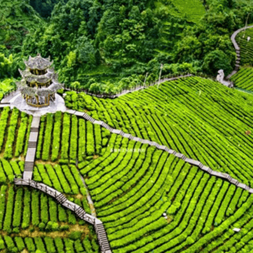 ภูเขาไร่ชาอู่เจียไถ