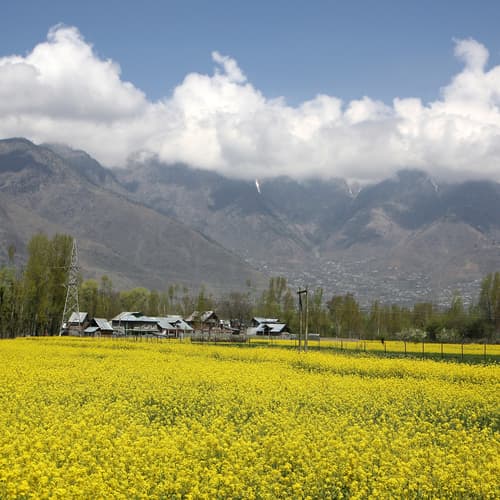 ทุ่งมัสตาร์ดพาฮาลแกรม