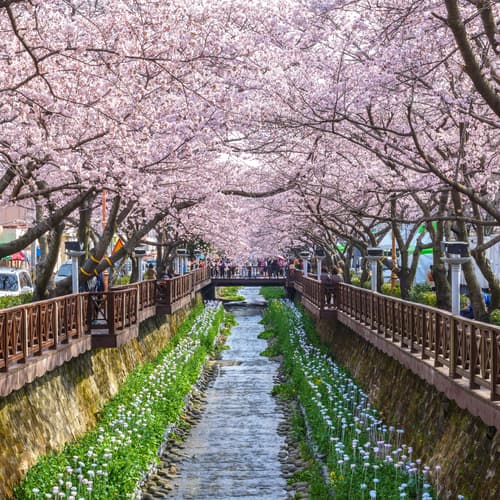 เทศกาลชมดอกพ็อดกดจินแฮกุนฮังเจ