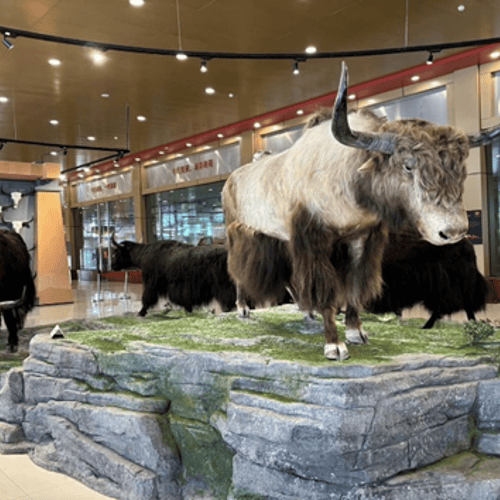 พิพิธภัณฑ์จามรีแชงกรีล่า