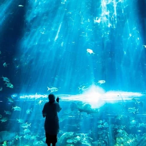 Vinpearl Sea Shell Aquarium