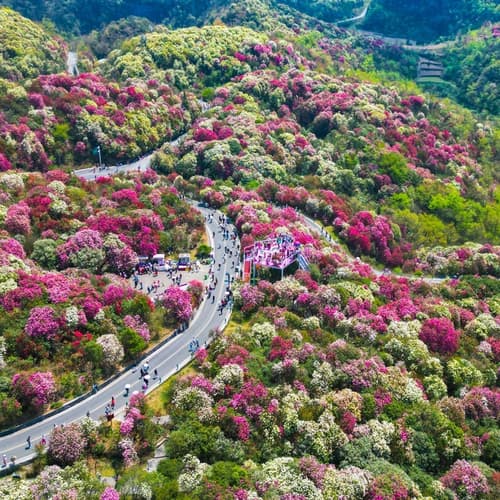 สวนกุหลาบพันปีเขตจินโป