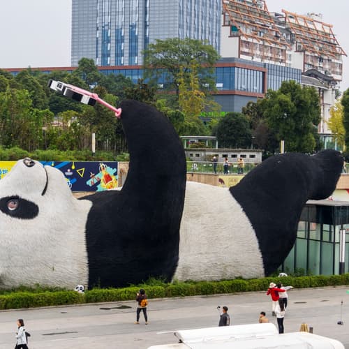 แพนด้าเซลฟี่