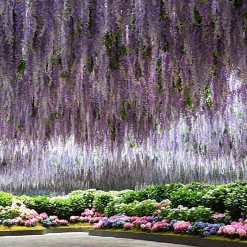 สวนนกเบโกเนีย