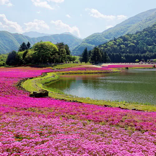 ชิบะซากุระฟูจิ