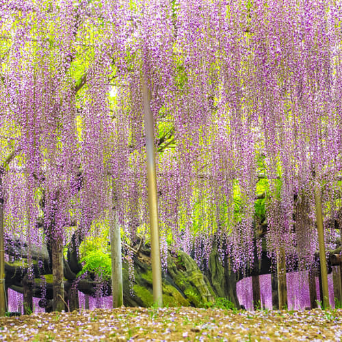 สวนอะชิคางะ