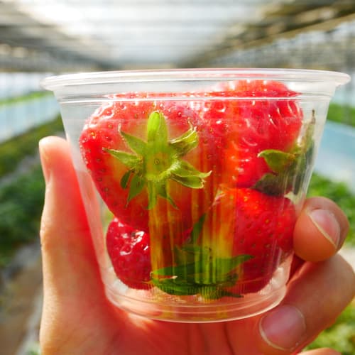 ไร่สตรอเบอร์รี่เกาหลี