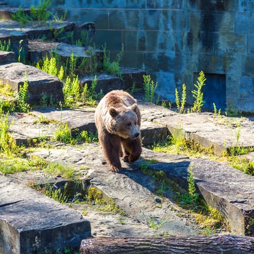 บ่อหมีสีน้ําตาล