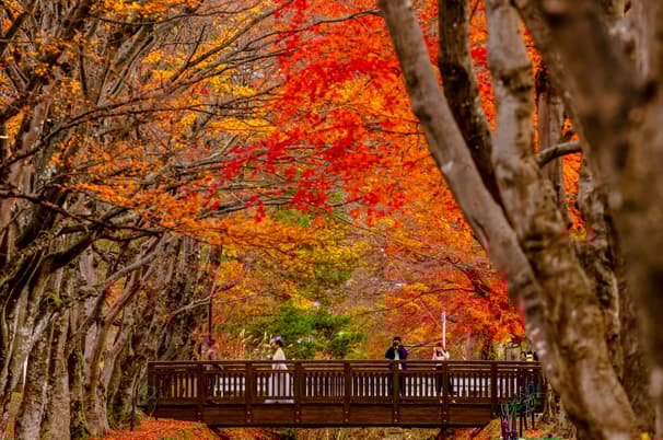 TOKYO KAMAKURA HAKONE FUJI 5D 3N BY XJ -- OCT - DEC'25 -- ซุปตาร์...ลาลาล่องใบไม้เปลี่ยนสี แอบชิลล์วิวทะเล