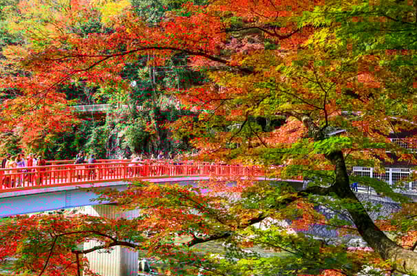 OSAKA UJI KYOTO OBARA 5D 3N BY XJ -- NOV'25 -- ซุปตาร์...Kōyō อลังการไฟล้านดวง x ซากุระสี่ฤดู