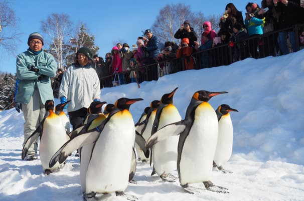 PRO HOKKAIDO OTARU NINGLE TERRACE SKI 6D4N