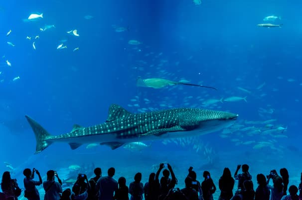 ทัวร์ญี่ปุ่น โอกินาว่า 4 วัน 3 คืน FD034 พิพิธภัณฑ์สัตว์น้ำชุราอูมิ ผามันซาโมะ บิน FD