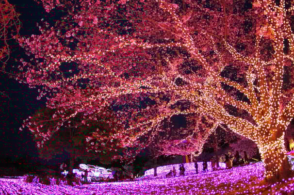 ทัวร์ญี่ปุ่น โตเกียว 6 วัน 4 คืน ZGHND-2525NH เทศกาลประดับไฟซากามิโกะ ฟูจิเท็น (เที่ยวอิสระ 1 วัน) บิน NH (BKK)