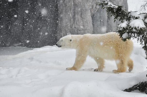 ทัวร์ญี่ปุ่น ฮอกไกโด 6 วัน 4 คืน สวนสัตว์อาซาฮิยามะ นิงเกิ้ลเทอเรส คลองโอตารุ ลานสกีชิกิไซ บิน SL (DMK)