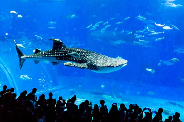 ทัวร์ญี่ปุ่น โอกินาว่า 5 วัน 4 คืน FD037 ศาลเจ้านามิโนะอุเอะ โอกินาว่าเวิลด์ ถ้ำธารมรกตเกียวคุเซ็นโด สวนพฤกษศาสตร์ตะวันออกเฉียงใต้ บิน FD (DMK)