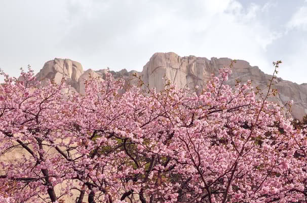 ทัวร์เกาหลี โซล 5 วัน 3 คืน WEKR-CNXSSB2026เ กาะนามิ เอเวอร์แลนด์ธีมปาร์ค ร่วมเทศกาลดอกพ็อดกดบาน ที่ซอรัค และเอเวอร์แลนด์ บิน 7C (CNX)