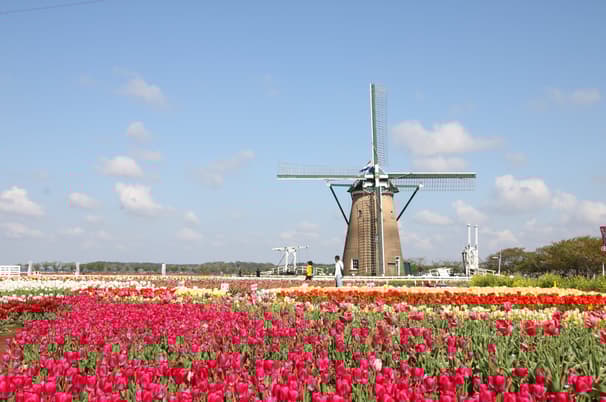 ทัวร์ญี่ปุ่น โตเกียว 6 วัน 4 คืน RJ-XJ117 ฟุรุซาโตะ ภูเขาทาคาโอะ สวนสันติภาพเฮวะ วัดไทเซกิจิ (ซากุระ) บิน XJ (DMK)