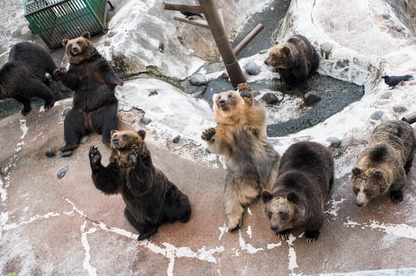 ทัวร์ญี่ปุ่น ฮอกไกโด 6 วัน 4 คืน BT-CTS_W06_XJ ศูนย์อนุรักษ์พันธุ์หมีสีน้ำตาล โรงงานช็อกโกแลต  ชิโรอิ โคอิบิโตะ เทศกาลประดับไฟโทยะ บิน XJ (DMK)