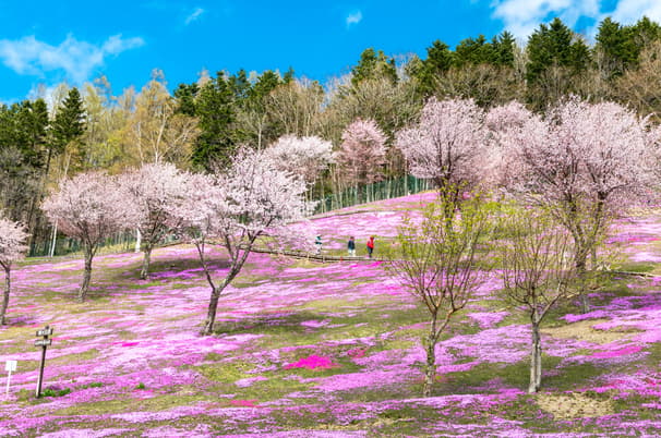ทัวร์ญี่ปุ่น โตเกียว 6 วัน 3 คืน ZGHND-2614NH วัดอาซากุสะ คาวาโกเอะ ถนนคุระซึคุริ หอนาฬิกาโทคิโนะคาเนะ บิน  NH (BKK)