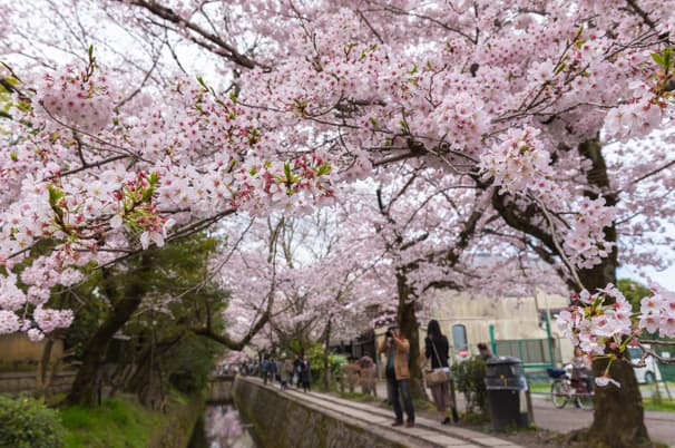 ทัวร์ญี่ปุ่น โอซาก้า 6 วัน 4 คืน NGO61 ถนนสายนักปราชญ์  ศาลเจ้าฟูชิมิ อินาริ หมู่บ้านชิราคาวาโกะ ย่านชินไซบาชิ (ซากุระ) บิน XJ (DMK)