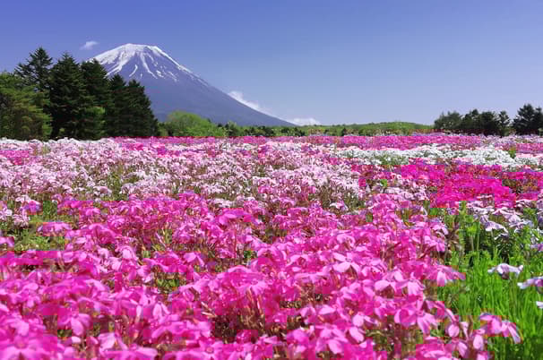 ทัวร์ญี่ปุ่น นาโกย่า 7 วัน 4 คืน GO2NGO-TG073 กำแพงหิมะ เขื่อนคุโรเบะ Pinkmoss วัดเซ็นโคจิ บิน TG (BKK)