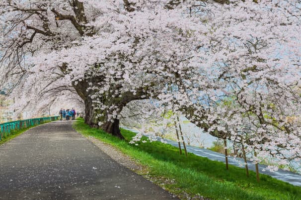 ทัวร์ญี่ปุ่น เซนได 5 วัน 3 คืน GO2SDJ-XJ008 ชมซากุระรอบ ปราสาทสึรุกะ ชมซากุระ สวนสาธารณะไคเซซังเอ็น จุดชมซากุระพันต้น ฮิโตะเมะ เซ็มบงซากุระ (ซากุระ) (ผ่อน 0%) บิน XJ (DMK)