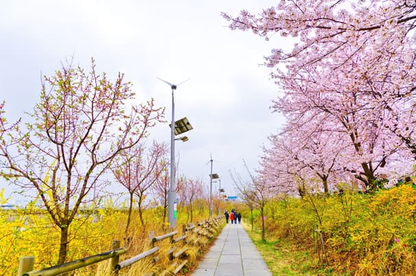 ทัวร์เกาหลี โซล 5 วัน 3 คืน  สะพานแขวนมาจัง ทะเลสาบซอกชน คาเฟ่ลับกลางป่า พระราชวังชางด็อกกุง บิน SL (DMK)