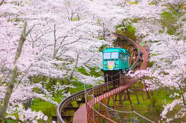 ทัวร์ญี่ปุ่น โทโฮคุ 7 วัน 4 คืน JPL-HND-03 วัดชูซอนจิ ล่องเรือหุบเขาเกบิเคอิ ซากุระนิชชูเซน สวนชิบะซากุระเมืองอิจิไค (ซากุระ) บิน JL (BKK)