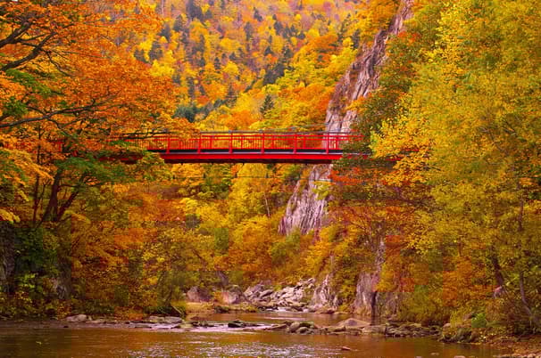 ทัวร์ญี่ปุ่น ฮอกไกโด 6 วัน 4 คืน GO2CTS-VZ004 สะพานโจซังเคฟุทามิ สวนสัตว์อาซาฮิยามะ หมู่บ้านราเมงอาซาฮิคาวะ บลูพอนด์ (ผ่อน 0%) บิน VZ (BKK)