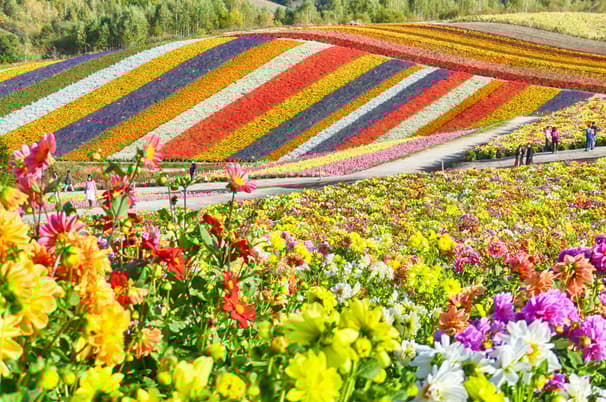 ทัวร์ญี่ปุ่น ฮอกไกโด 6 วัน 4 คืน GO2CTS-VZ003 หมู่บ้านราเมงอาซาฮิคาวะ สวนสัตว์อาซาฮิยามะ สวนชิกิไซโนะโอกะ ทุ่งดอกไม้หลากสี (ผ่อน 0%) บิน VZ (BKK)