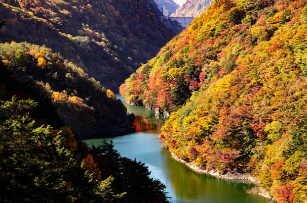 ทัวร์ญี่ปุ่น โตเกียว 5 วัน 3 คืน NRT01 ทุ่งโคเชีย สวนโออิชิ คามิโคจิ ปราสาทมัตสึโมโต้ หมู่บ้านน้ำใส โอชิโนะฮัคไค บิน XJ (DMK)