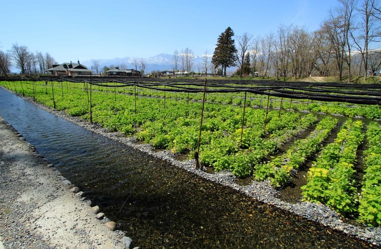 ไร่วาซาบิ