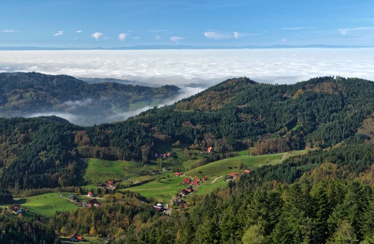 ป่าดำแบล็คฟอเรสท์