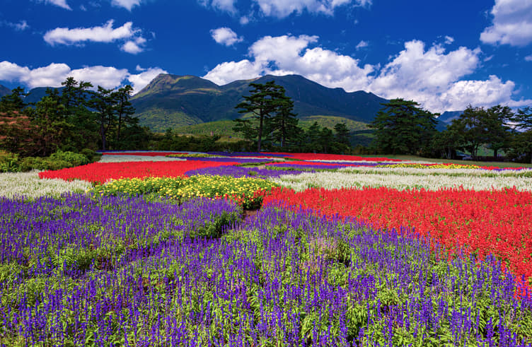 สวนดอกไม้คุจู