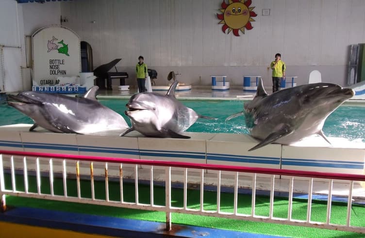 พิพิธภัณฑ์สัตว์น้ำโอตารุ