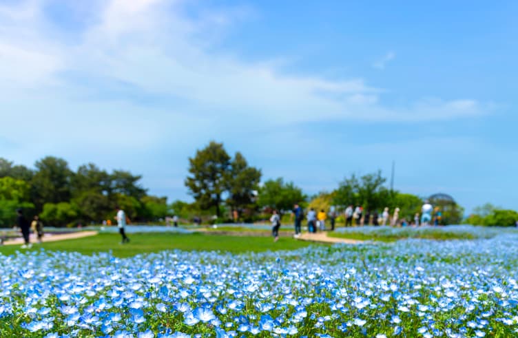 ทุ่งดอกสีฟ้าเนโมฟิลลา สวนอูมิโนนากะ