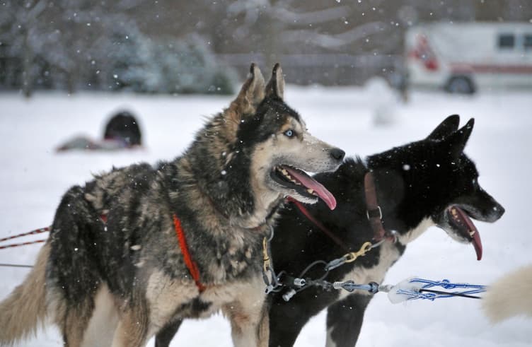 สุนัขลากเลื่อน 